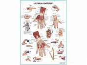 Кисти рук и запястья, плакат глянцевый А1+/А2+ (матовый холст от 200 г/кв.м, размер A1+)
