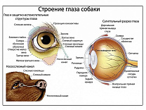 Орган зрения собаки, плакат глянцевый/ламинированный А1/А2 (глянцевый A2)