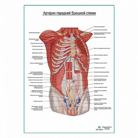Артерии передней брюшной стенки плакат глянцевый А1+/А2+ (глянцевая фотобумага от 200 г/кв.м, размер A1+)
