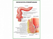 Мускулатура прямой кишки плакат глянцевый  А1/А2 (глянцевый A2)