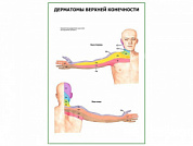 Дерматомы верхней конечности плакат глянцевый А1/А2 (глянцевый A2)