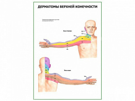 Дерматомы верхней конечности плакат глянцевый А1/А2 (глянцевый A2)