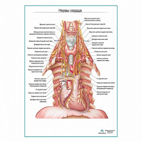 Нервы сердца плакат глянцевый А1+/А2+ (матовый холст от 200 г/кв.м, размер A1+)