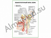 Языкоглоточный нерв. Схема плакат ламинированный А1/А2 (ламинированный	A2)