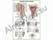 Глотка и гортань:строение, хрящи, мышцы, плакат ламинированный A1/A2 (ламинированный	A2)