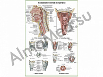 Глотка и гортань:строение, хрящи, мышцы, плакат ламинированный A1/A2 (ламинированный	A2)