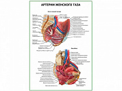 Артерии женского таза плакат глянцевый А1/А2 (глянцевый A1)