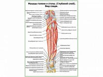 Мышцы голени и стопы глубокий слой, вид сзади плакат глянцевый А1/А2 (глянцевый A2)
