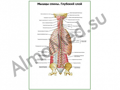 Мышцы спины. Глубокий слой плакат ламинированный А1/А2 (ламинированный	A2)