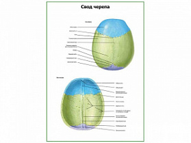 Свод черепа плакат глянцевый А1/А2 (глянцевый A2) Свод черепа плакат глянцевый А1/А2 (глянцевый A2)