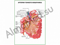 Артерии тонкого кишечника плакат глянцевый/ламинированный А1/А2 (глянцевый	A2)