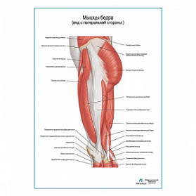 Мышцы бедра вид сбоку плакат глянцевый А1+/А2+ (глянцевая фотобумага от 200 г/кв.м, размер A2+) Мышцы бедра вид сбоку плакат глянцевый А1+/А2+ (глянцевая фотобумага от 200 г/кв.м, размер A2+)