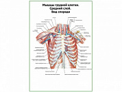 Мышцы грудной клетки. Средний слой. Вид спереди плакат глянцевый А1/А2 (глянцевый A1)