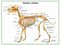 Скелет собаки, плакат глянцевый А1/А2 (глянцевый A2)