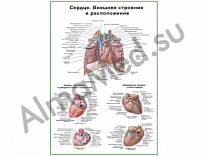 Сердце, внешнее строение и расположение, плакат глянцевый/ламинированный А1/А2 (глянцевый	A2)