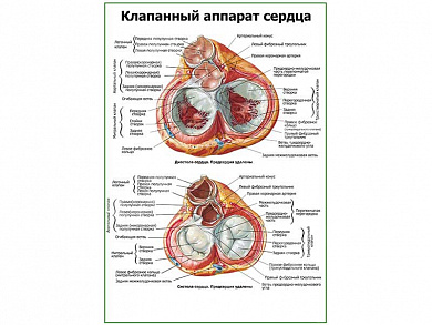 Клапанный аппарат сердца плакат глянцевый А1/А2 (глянцевый A2)