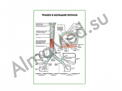 Трахея и большие бронхи плакат глянцевый/ламинированный А1/А2 (глянцевый	A2)