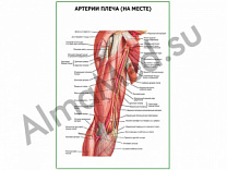 Артерии плеча на месте плакат ламинированный А1/А2 (ламинированный	A2)