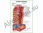 Артерии пищевода плакат ламинированный А1/А2 (ламинированный	A2)