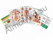 Комплект плакатов для кабинета терапевта ламинированный А1/А2 (ламинированный	A2)