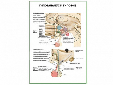 Гипоталамус и гипофиз плакат глянцевый А1/А2 (глянцевый A1)