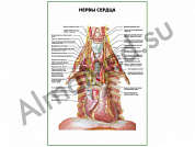 Нервы сердца плакат глянцевый/ламинированный А1/А2 (глянцевый	A2)