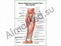 Мышцы предплечья, средний слой плакат ламинированный А1/А2 (ламинированный	A2)