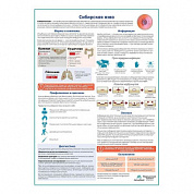 Сибирская язва медицинский плакат А1+/A2+ (глянцевая фотобумага от 200 г/кв.м, размер A1+)