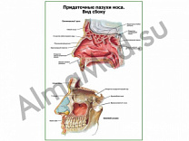 Придаточные пазухи носа. Вид сбоку плакат ламинированный А1/А2 (ламинированный	A2)