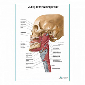 Мышцы глотки. Вид сбоку плакат глянцевый А1+/А2+ (глянцевая фотобумага от 200 г/кв.м, размер A2+) Мышцы глотки. Вид сбоку плакат глянцевый А1+/А2+ (глянцевая фотобумага от 200 г/кв.м, размер A2+)