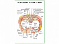 Межреберные нервы и артерии плакат глянцевый А1/А2 (глянцевый A2)