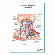 Поверхностные вены и нервы шеи плакат глянцевый А1+/А2+ (глянцевая фотобумага от 200 г/кв.м, размер A2+)