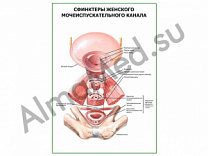 Сфинктеры женского мочеиспускательного канала плакат ламинированный А1/А2 (ламинированный	A2)