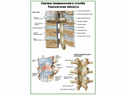 Связки позвоночного столба, позвоночная область плакат глянцевый А1/А2 (глянцевый A2)