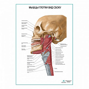 Мышцы глотки. Вид сбоку плакат глянцевый А1+/А2+ (глянцевый холст от 200 г/кв.м, размер A1+)