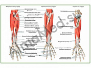 Мышцы предплечья, плакат ламинированный А1/А2 (ламинированный	A2)