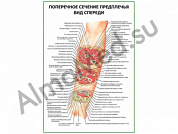 Поперечное сечение предплечья. Вид спереди плакат ламинированный А1/А2 (ламинированный	A2)