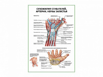 Сухожилия сгибателей, артерии, нервы плакат глянцевый А1/А2 (глянцевый A1)