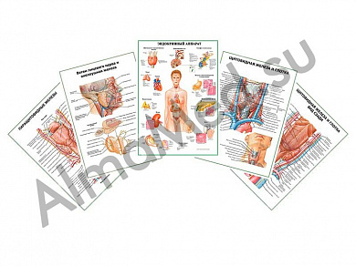 Комплект плакатов для кабинета эндокринолога ламинированный А1/А2 (ламинированный	A2)