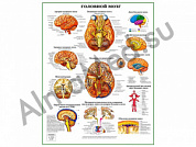 Головной мозг, плакат ламинированный А1/А2 (ламинированный	A2)
