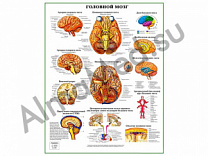 Головной мозг, плакат ламинированный А1/А2 (ламинированный	A2)