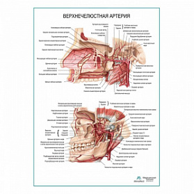 Верхнечелюстная артерия плакат глянцевый А1+/А2+ (глянцевый холст от 200 г/кв.м, размер A1+)