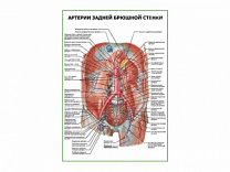 Артерии задней брюшной стенки плакат глянцевый А1/А2 (глянцевый A2)