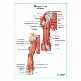 Мышцы плеча вид спереди плакат глянцевый А1+/А2+ (матовый холст от 200 г/кв.м, размер A1+)