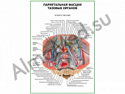 Париетальная фасция тазовых органов плакат ламинированный А1/А2 (ламинированный	A2)
