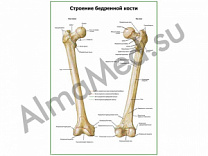 Строение бедренной кости плакат глянцевый/ламинированный А1/А2 (глянцевый	A2)