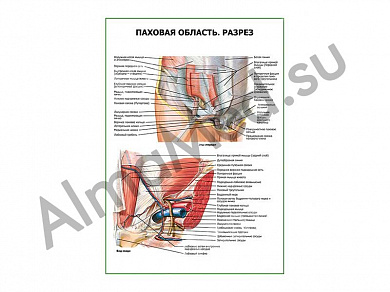 Паховая область. Разрез плакат глянцевый/ламинированный А1/А2 (глянцевый	A2)