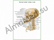 Костный скелет головы и шеи плакат глянцевый/ламинированный А1/А2 (глянцевый	A2)