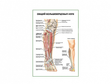Общий большеберцовый нерв плакат глянцевый А1/А2 (глянцевый A1)