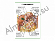 Сальниковая сумка плакат ламинированный А1/А2 (ламинированный	A2)